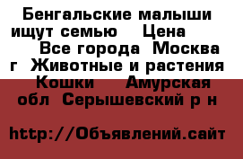 Бенгальские малыши ищут семью) › Цена ­ 5 500 - Все города, Москва г. Животные и растения » Кошки   . Амурская обл.,Серышевский р-н